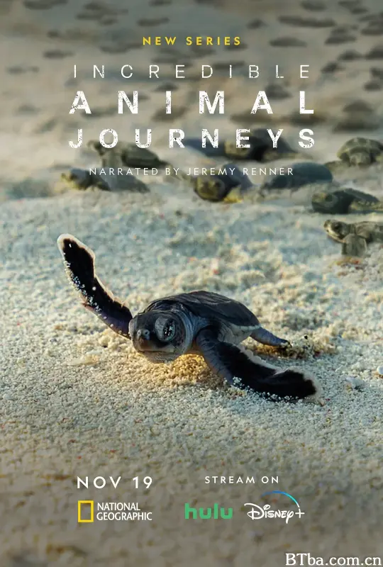 生灵奇旅 Incredible Animal Journeys (2024) 1080P/4K BT磁力 迅雷网盘下载-影音屋