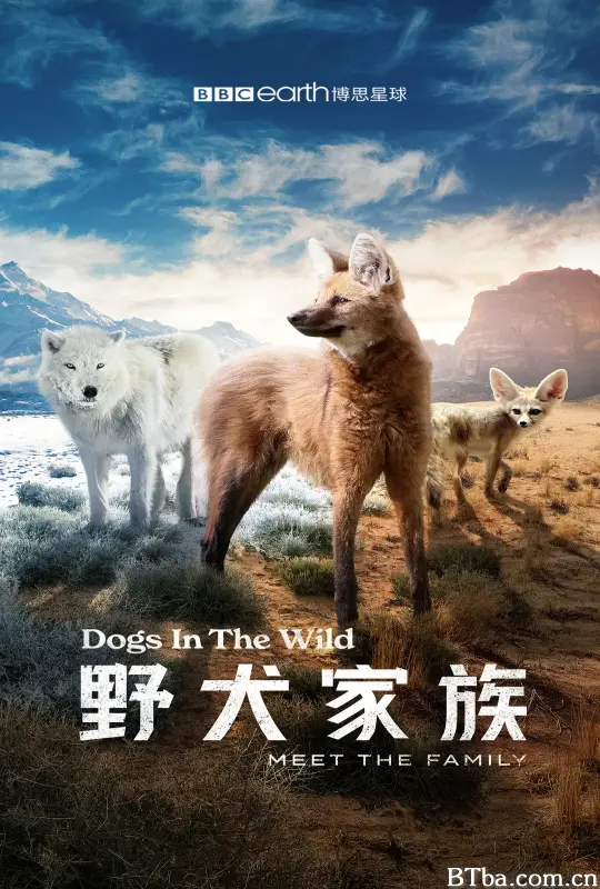 野犬家族 Dogs in the Wild: Meet the Family (2023) 1080P/4K BT磁力 迅雷网盘下载-影音屋