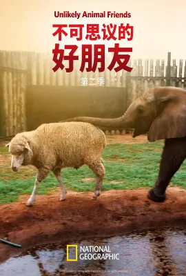 不可思议的好朋友 第二季/Unlikely Animal Friends Season 2