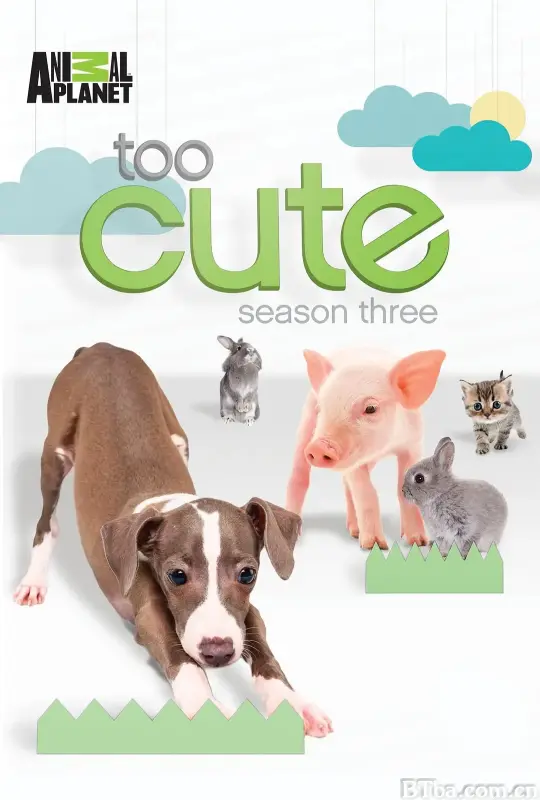 萌宠成长记 第三季/Too Cute! Season 3