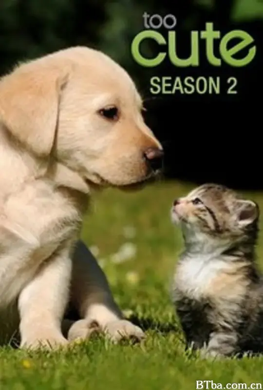 萌宠成长记 第二季/Too Cute! Season 2