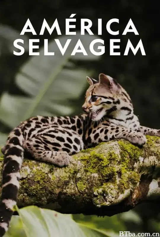 野性美洲/Wild Latam
