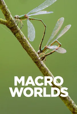 宏观世界/Macro Worlds