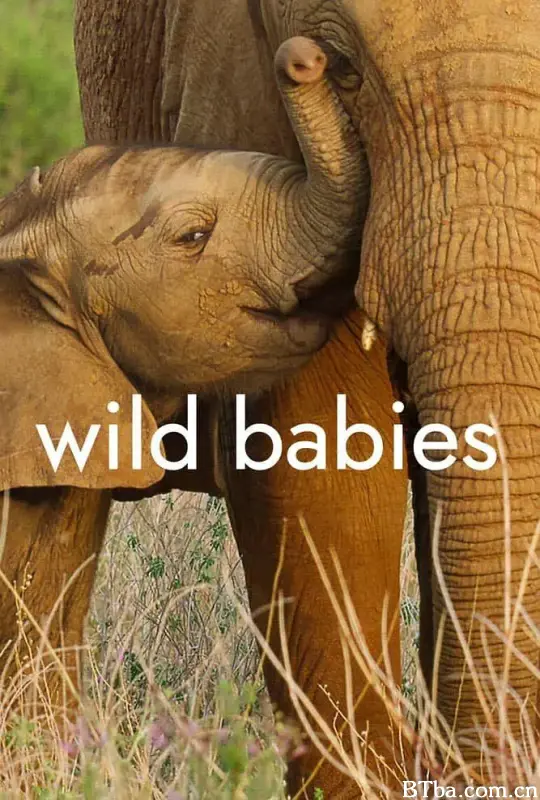 野生动物宝宝 第一季/Wild Babies Season 1