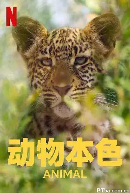 动物本色 第二季/Animal Season 2