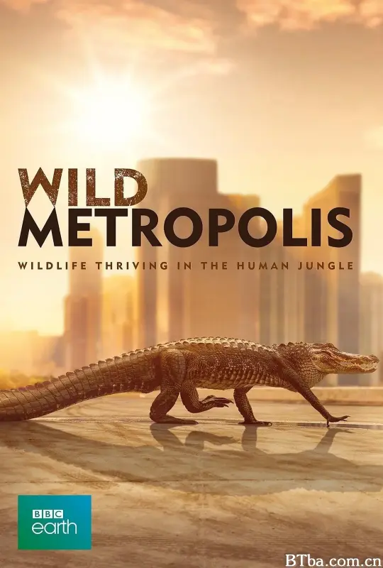 野性都市/Wild Metropolis