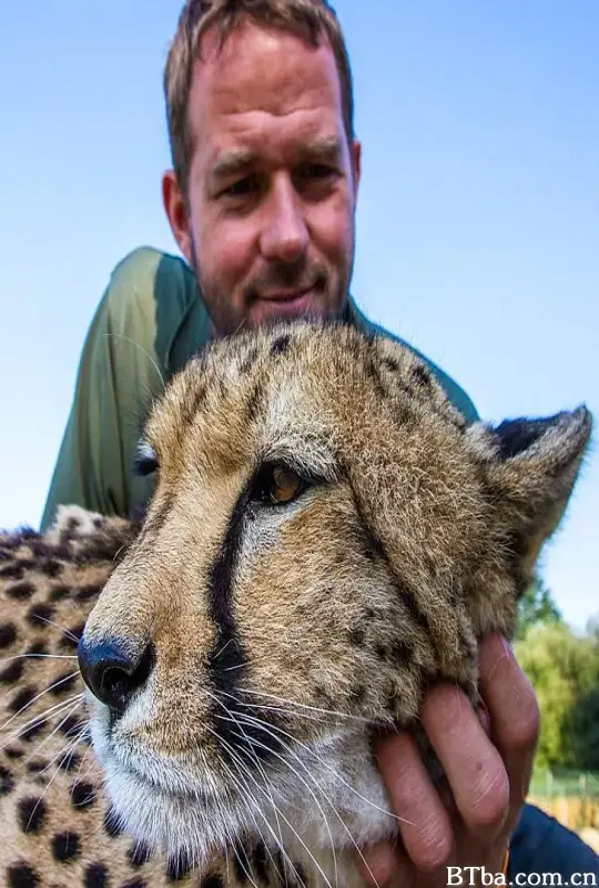 家里养大喵/Big Cats About the House