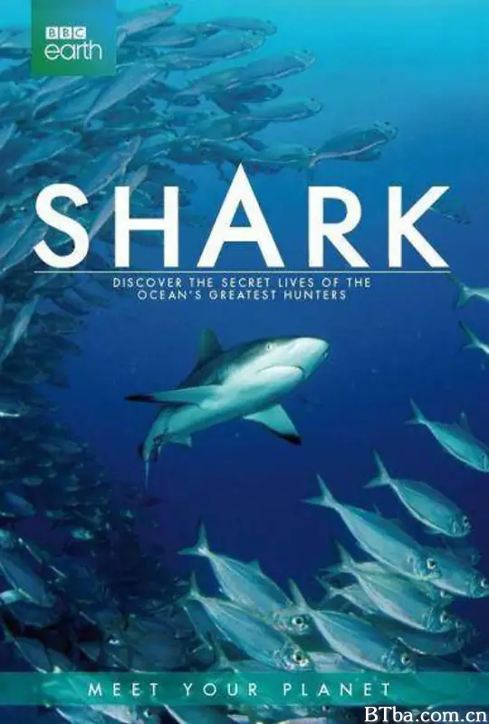 鲨鱼/Shark