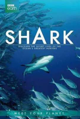 鲨鱼/Shark