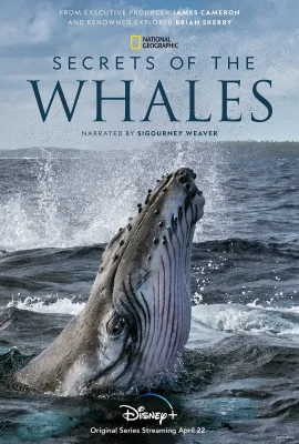 鲸的秘密/Secrets of the Whales