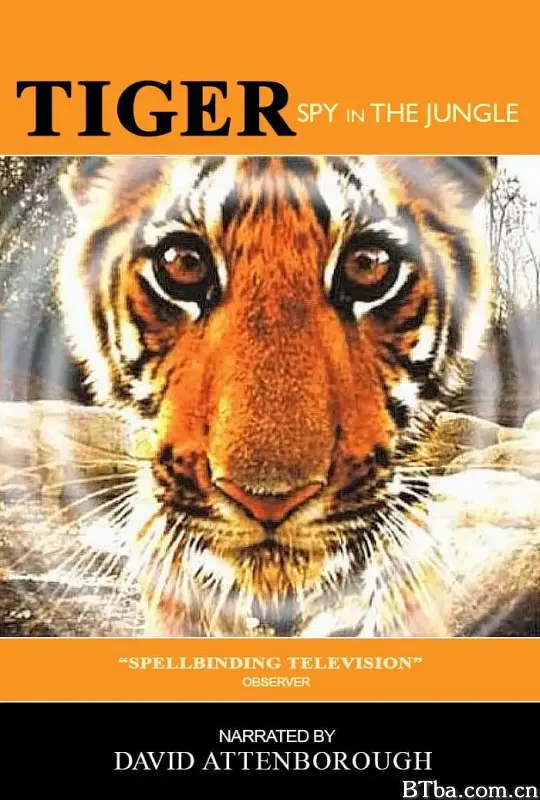 虎：丛林中窥探/Tiger - Spy in the Jungle