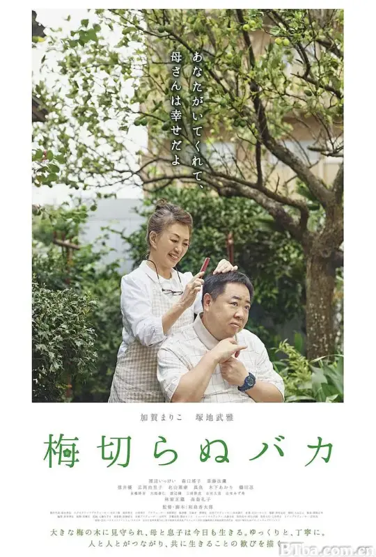 不砍梅树的傻瓜/梅切らぬバカ