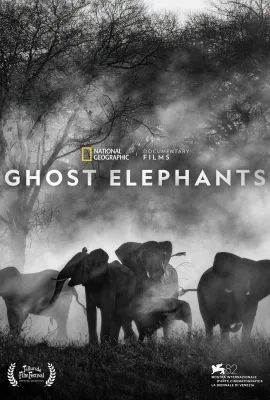 追寻幽灵大象/Ghost Elephants