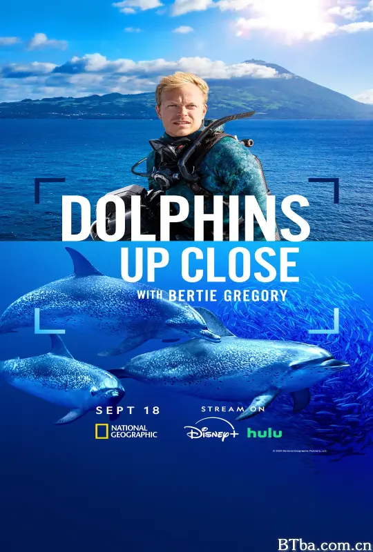 摄影师贝尔蒂与海豚零距离/Dolphins Up Close with Bertie Gregory