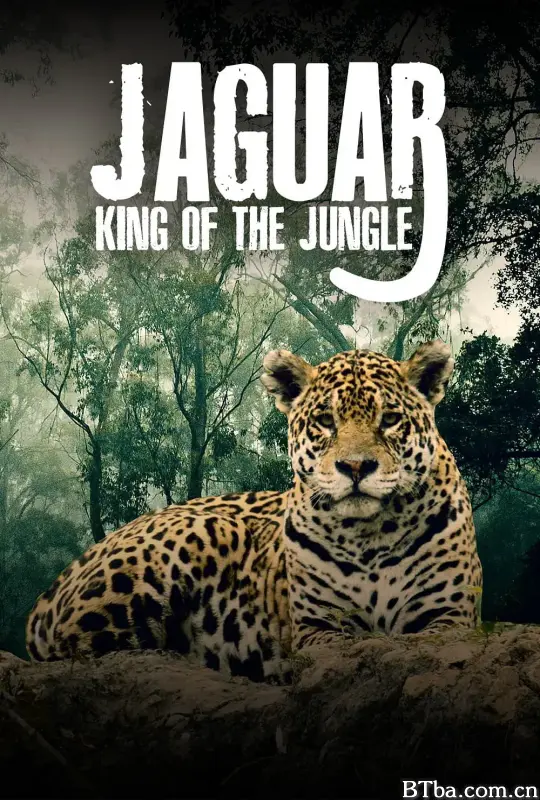 美洲豹：丛林之王/Jaguar: King of the Jungle