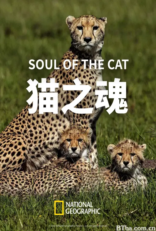 猫之魂/Soul of the Cat
