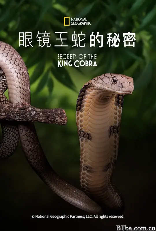 眼镜蛇的秘密/Secrets of the King Cobra