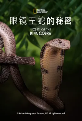 眼镜蛇的秘密/Secrets of the King Cobra