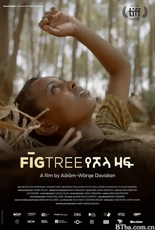 无花果之树/የሾላ ዛፍ