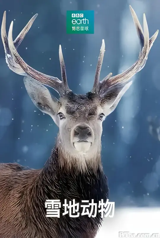 雪地动物/Snow Animals