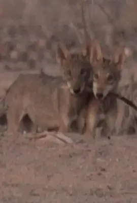 沙漠生存者：阿拉伯狼/Desert Survivors: The Arabian Wolf