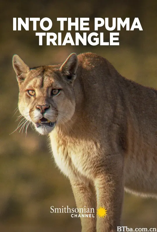 Into the Puma Triangle