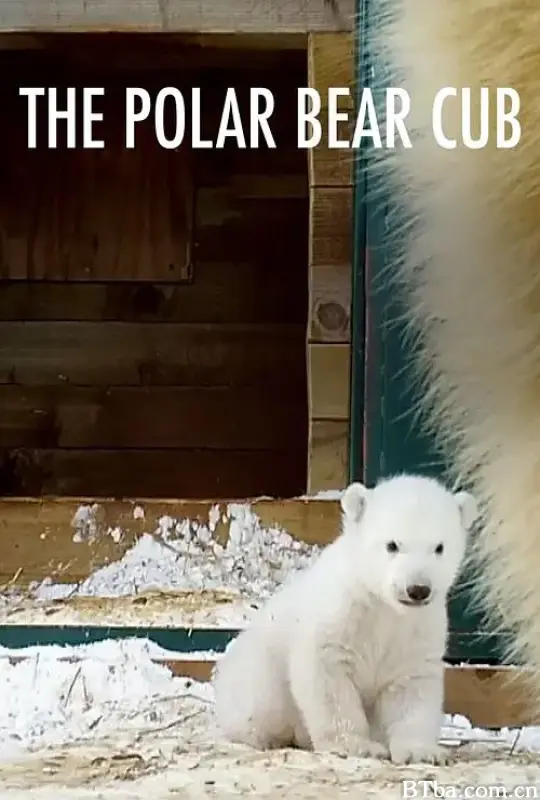 北极熊宝宝 Britain's Polar Bear Cub (2018) 1080P/WEB-DL BT磁力 迅雷网盘下载