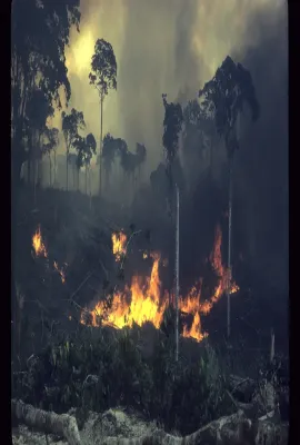 熊熊绿焰/A Fierce Green Fire