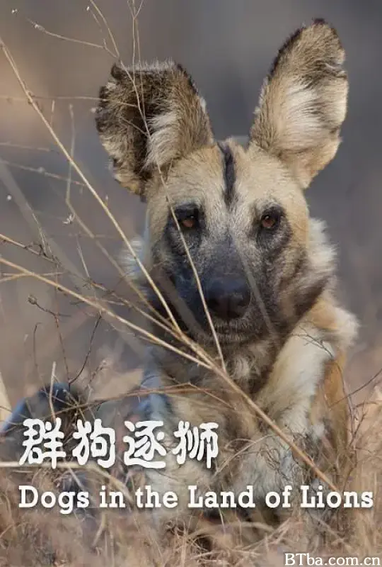 群狗逐狮/Dogs in the Land of Lions