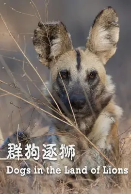 群狗逐狮/Dogs in the Land of Lions
