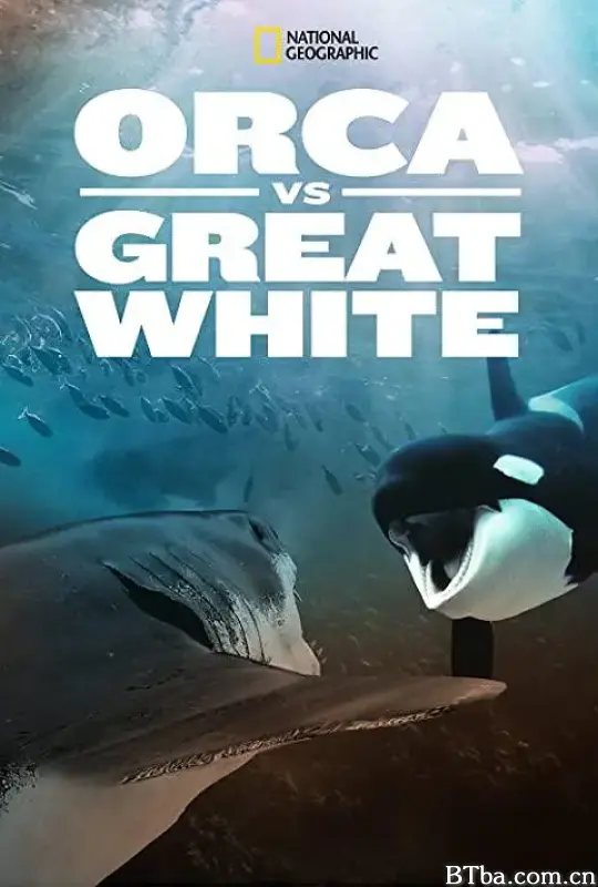 虎鲸对上大白鲨/Orca vs. Great White