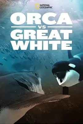虎鲸对上大白鲨/Orca vs. Great White