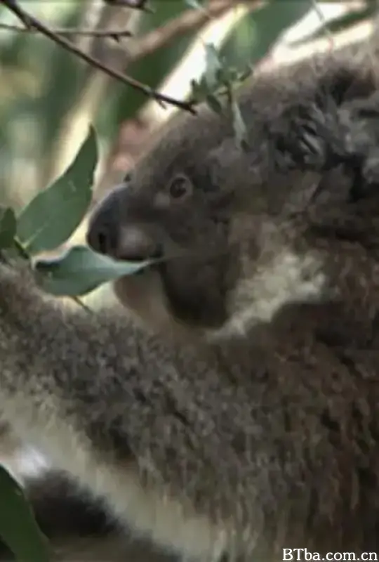 野生动物：无与伦比的有袋动物 - 树袋熊/Wildlife: the unparalleled marsupial-koala