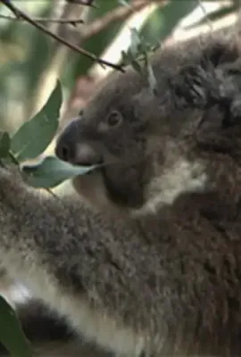 野生动物：无与伦比的有袋动物 - 树袋熊/Wildlife: the unparalleled marsupial-koala