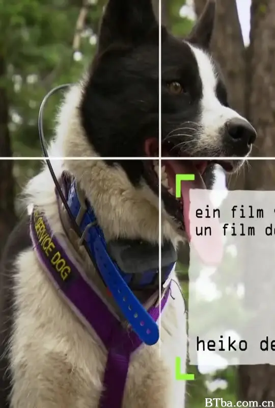 内华达搜熊犬/The Bear Hunting Dogs of Nevada