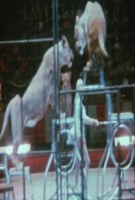 马戏团日志/Notes on the Circus