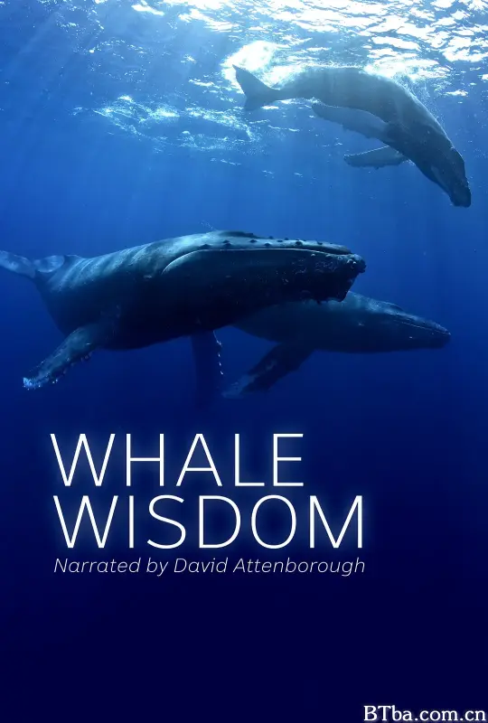 鲸鱼的智慧/Whale Wisdom