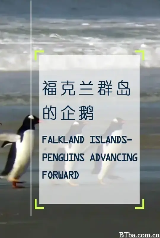 福克兰群岛的企鹅/Les Malouines, paradis des manchots