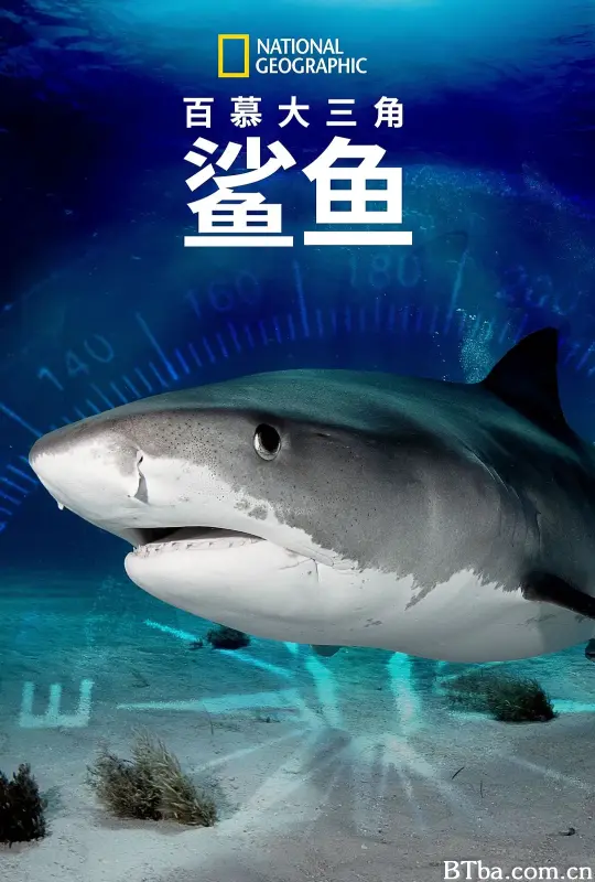 百慕大三角：鲨鱼/Sharks of the Bermuda Triangle