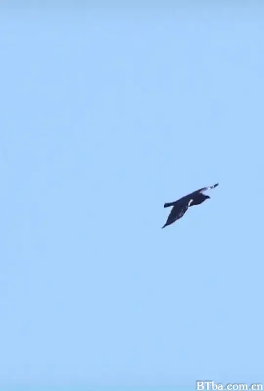 乌鸦：天空的流氓/Ravens - Rascals of the Skies