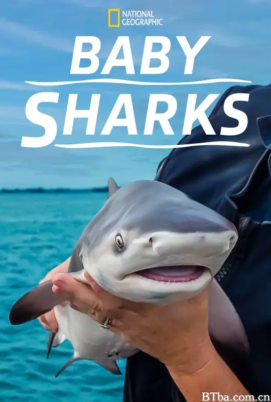 鲨鱼宝宝成长记/Baby Sharks