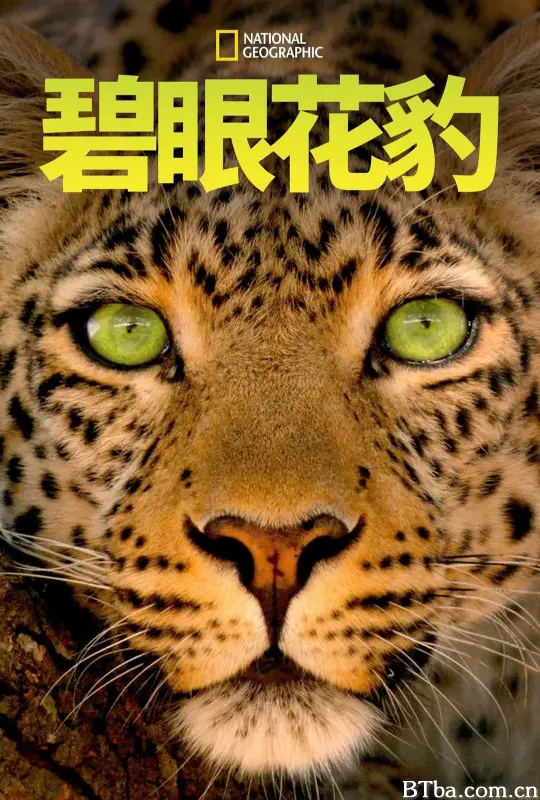 碧眼花豹/Jade Eyed Leopard