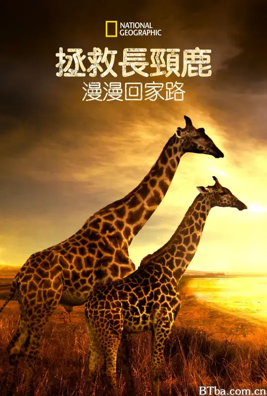 营救长颈鹿之漫漫归途/Saving Giraffes: The Long Journey Home