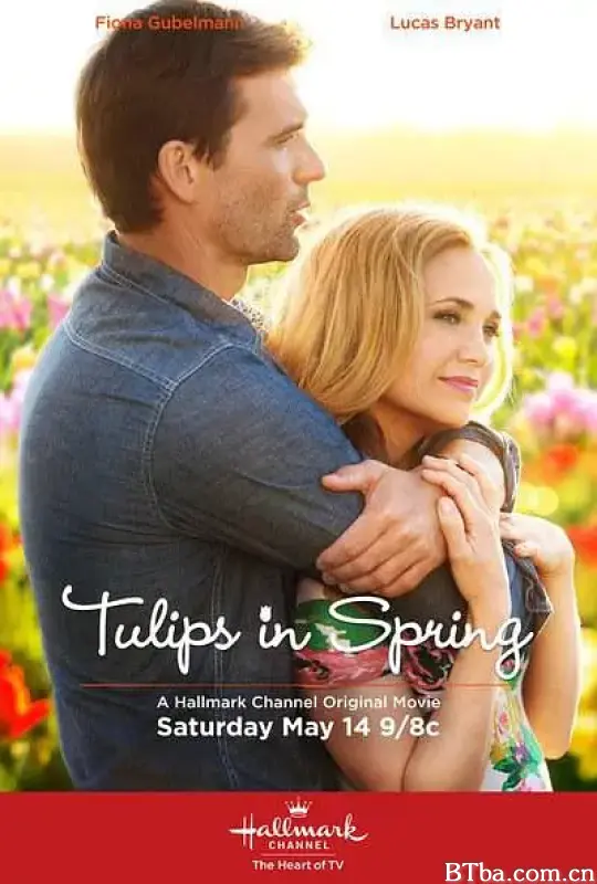 春天里的郁金香/Tulips in Spring
