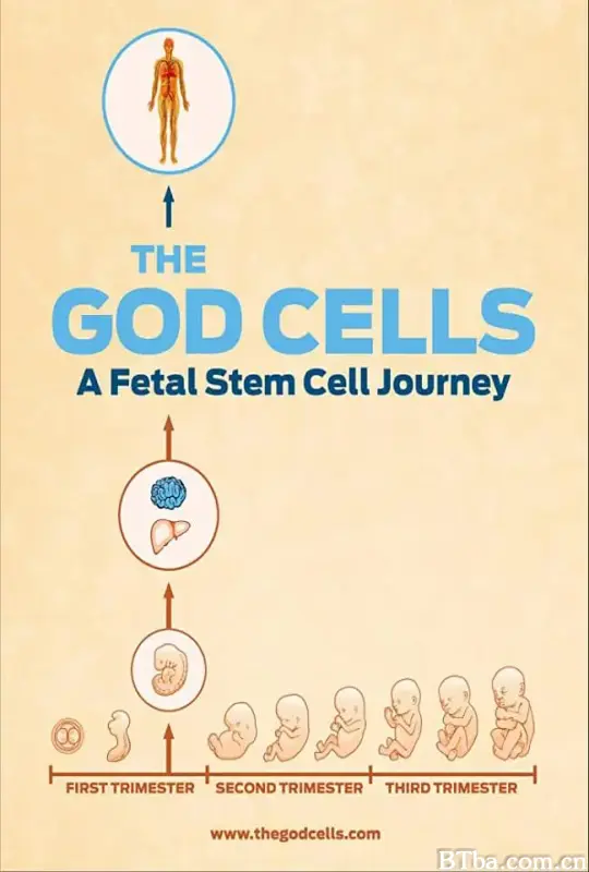 生死之争：胎儿干细胞/The God Cells