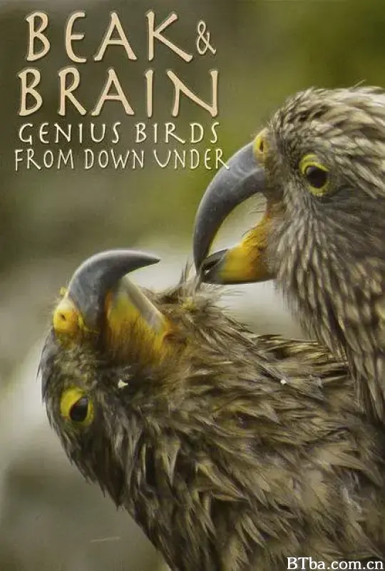 喙与脑：使用工具的鸟类/Beak and Brain: Genius Birds from Down Under
