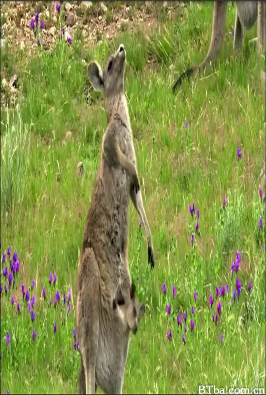 袋鼠帮/Kangaroo Mob