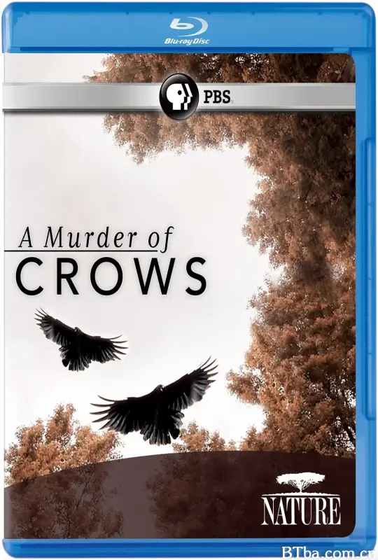 乌鸦/Nature: A Murder of Crows
