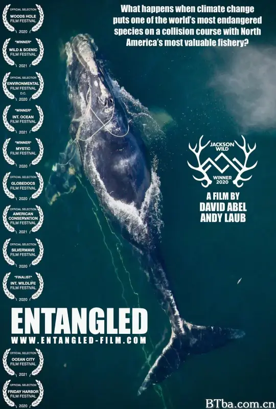 拯救露脊鲸/Entangled: The Race to Save Right Whales from Extinction