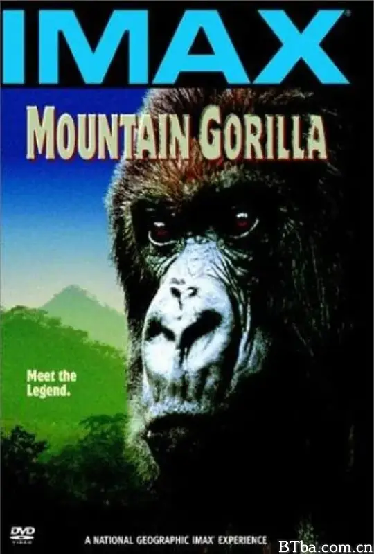 山地大猩猩/Mountain Gorilla